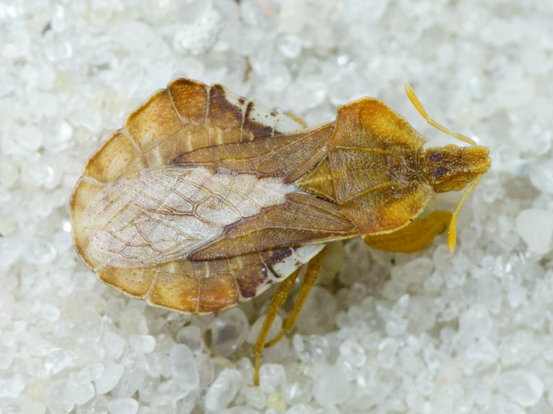 Phymata crassipes (Fabricius, 1775)